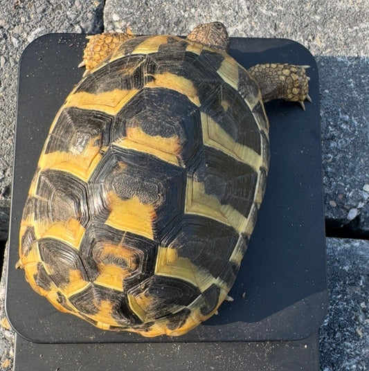 Wunderschöne Griechische Landschildkröte THB männlich abzugeben