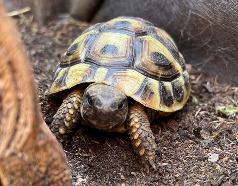 Griechische Landschildkröten NZ 2023 und 2024 zu verkaufen