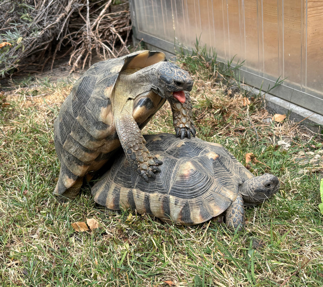 Breitrandschildkröten NZ2013