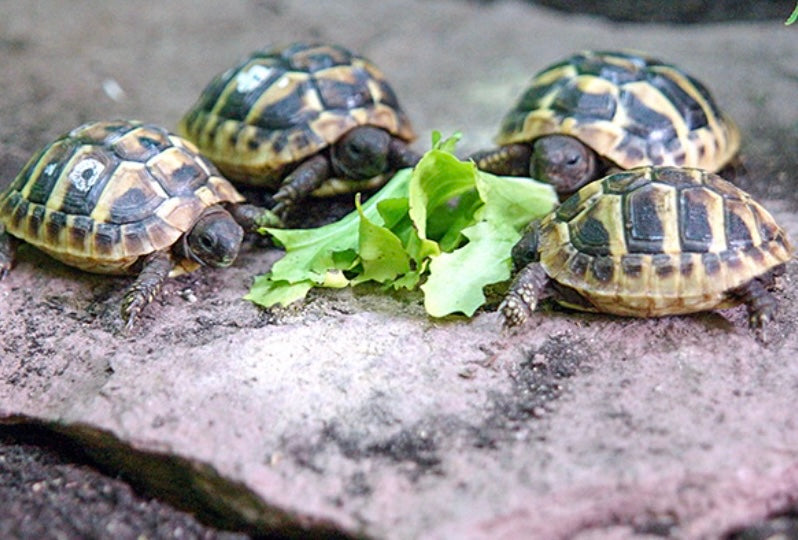 Griechische Landschildkröte