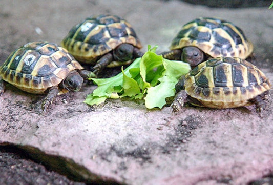 Griechische Landschildkröte