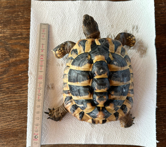 Griechische Landschildkröte zu verkaufen
