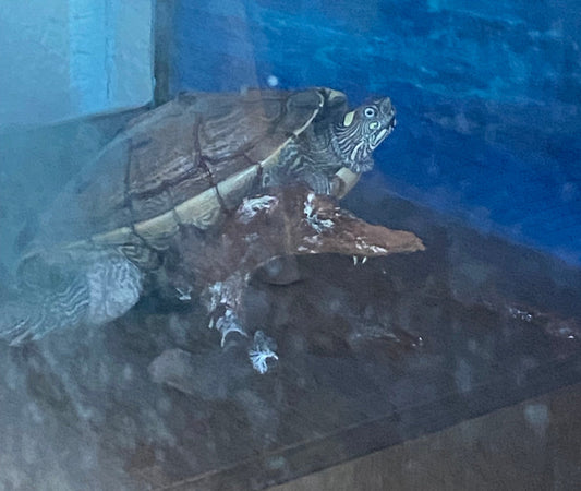Wasserschildkröten