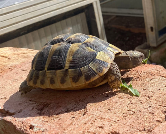 Griechische Landschildkröten 5Jahre 5 Stk.