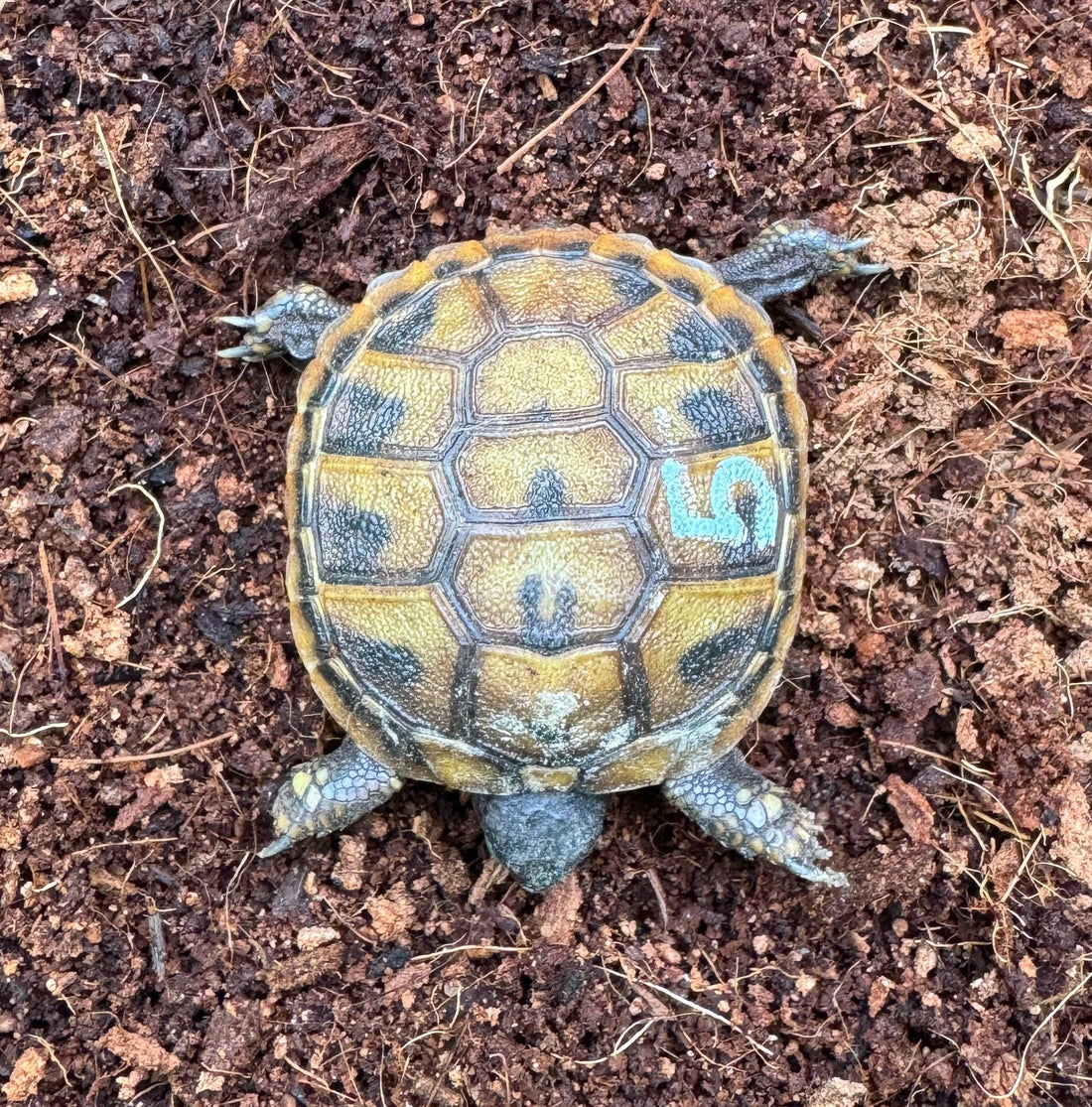 Griechische Landschildkröten NZ 2025 zu verkaufen