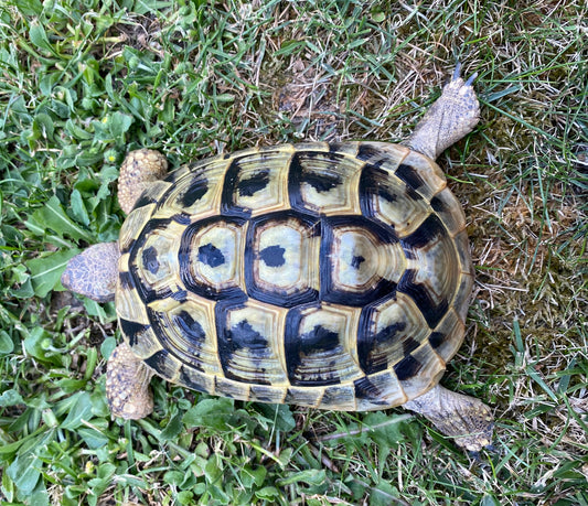 THH Männchen
