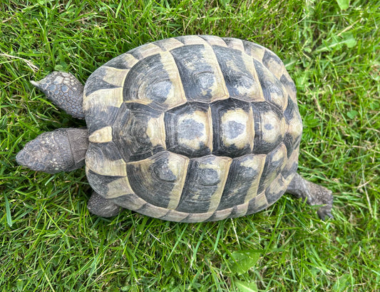Griechische Landschildkröte zu verkaufen