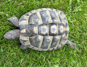 Griechische Landschildkröte zu verkaufen