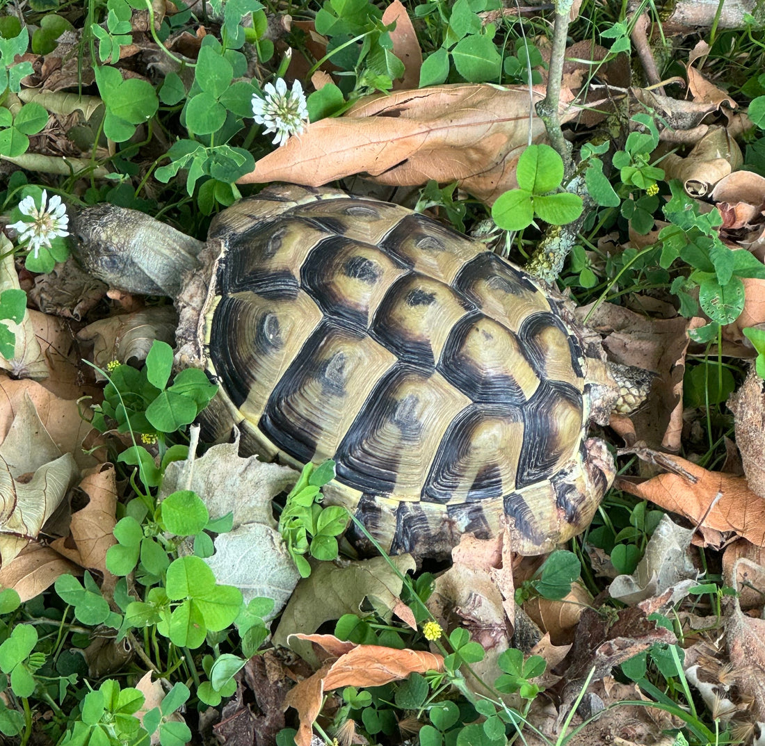 Griechische Landschildkröte