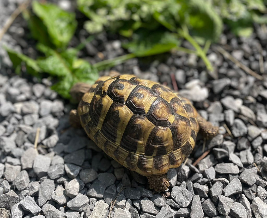 Griechische Landschildkröte 2019 zu verkaufen