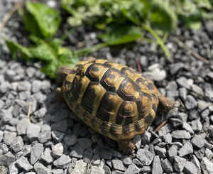 Griechische Landschildkröte 2019 zu verkaufen