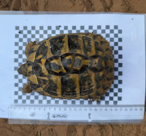 3 griechische Landschildkröten