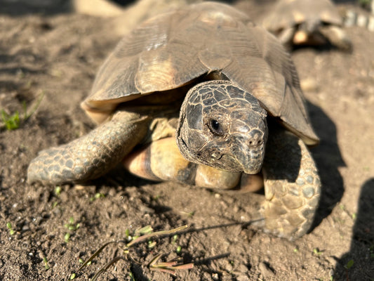 Die Breitrandschildkröte Testudo marginata In gute Hände abzugeben