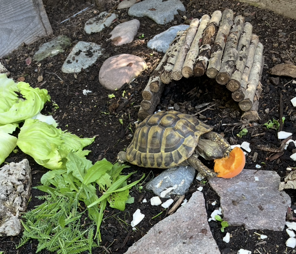 Griechische Landschildkröte abzugeben, männlich, 10 Jahre