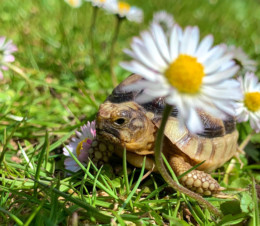 Breitrandschildkröten NZ 2024
