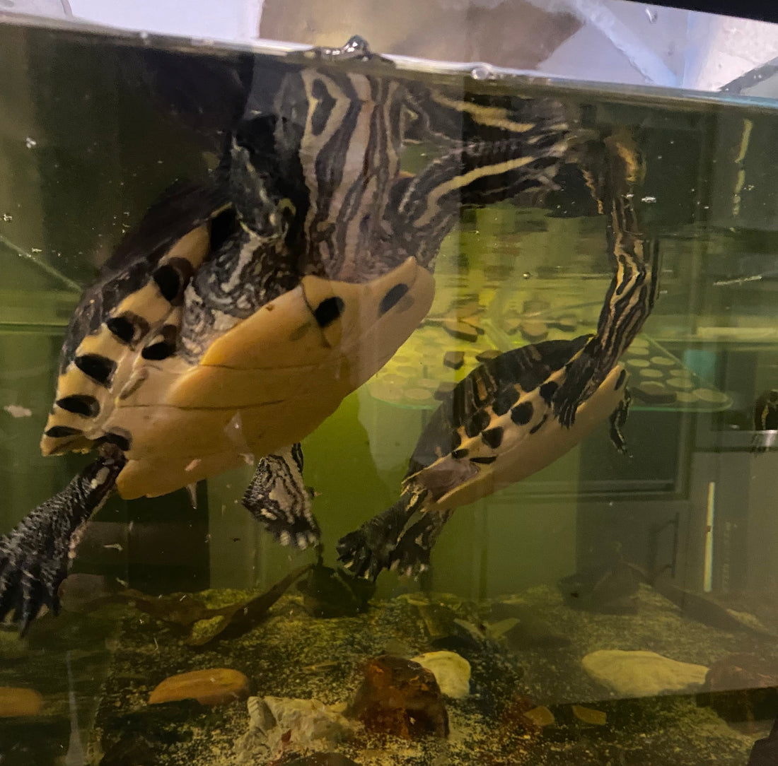 2 Gelbwangen Schildkröten