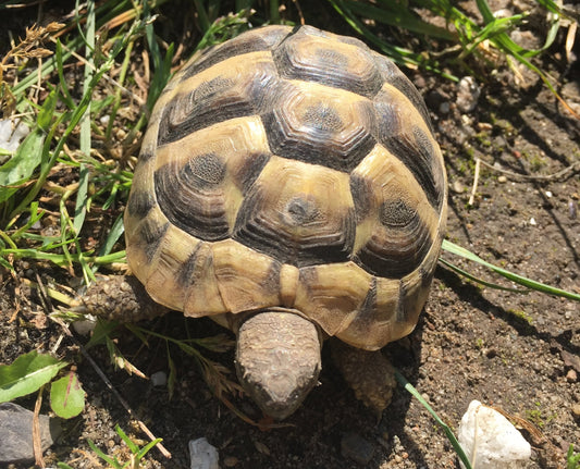 Griechische Landschildkröten 2007 NZ 21
