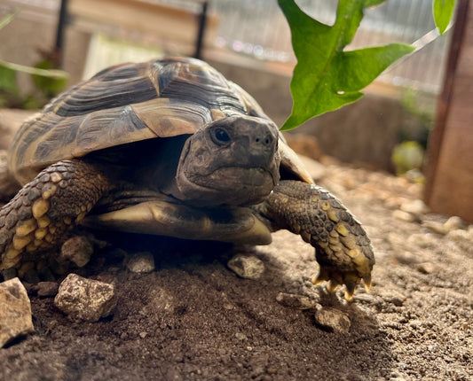 Griechische Landschildkröte (2019) zu verkaufen