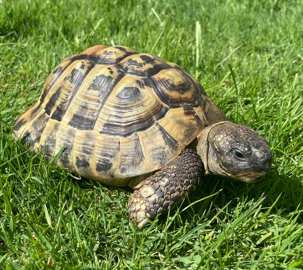 Griechische Landschildkröte zu verkaufen