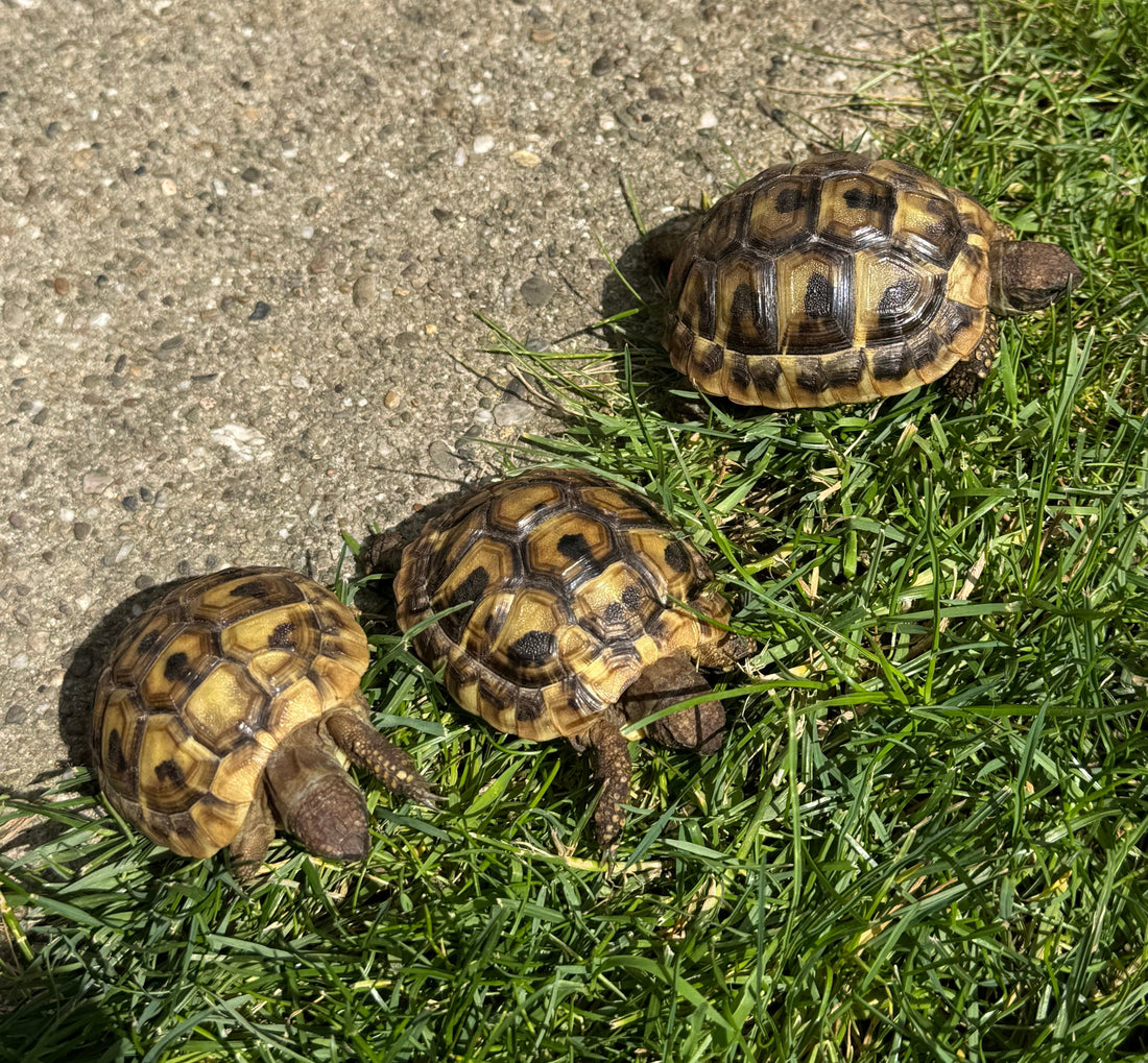 Griech. Landschildkröte aus Hobbyzucht zu verkaufen