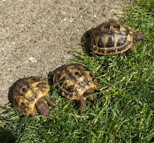 Griech. Landschildkröte aus Hobbyzucht zu verkaufen