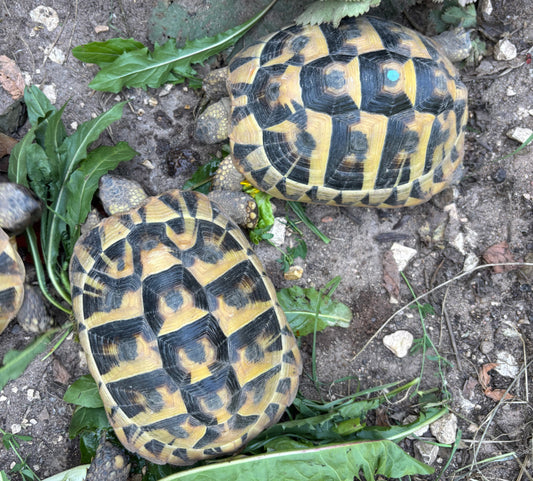 2 weibliche griech. Landschildkröten zu verkaufen