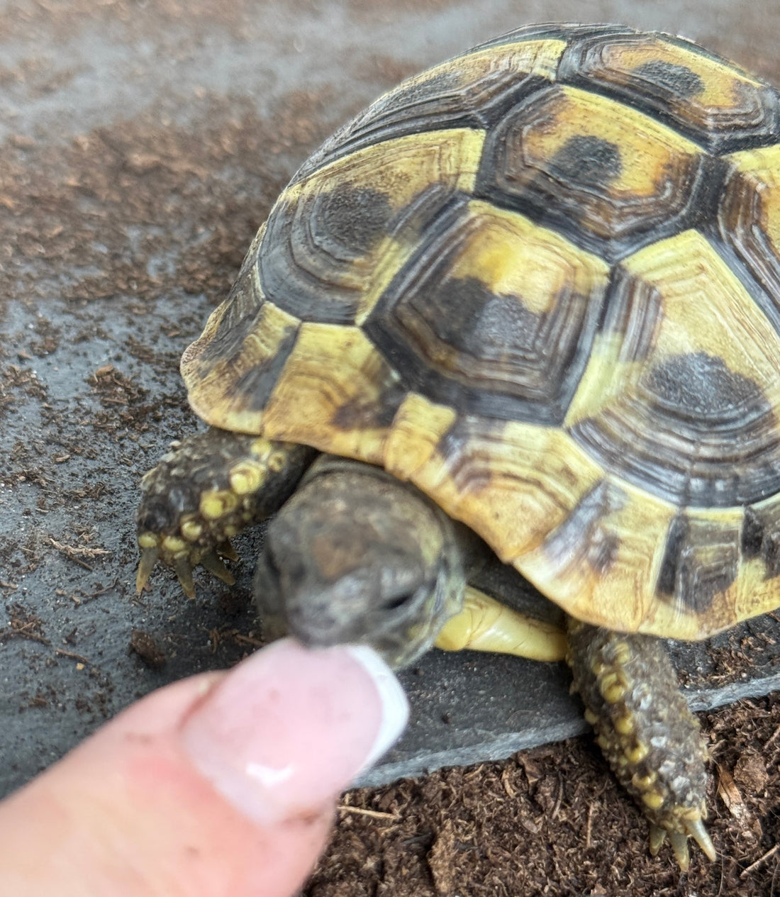 Griechische Landschildkröten Testudo hermanni NZ 2024