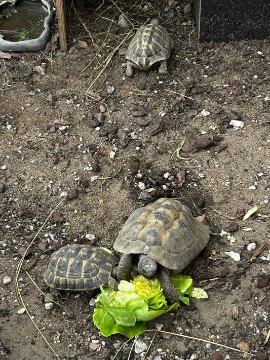 4 Schildkröten zum verschenken