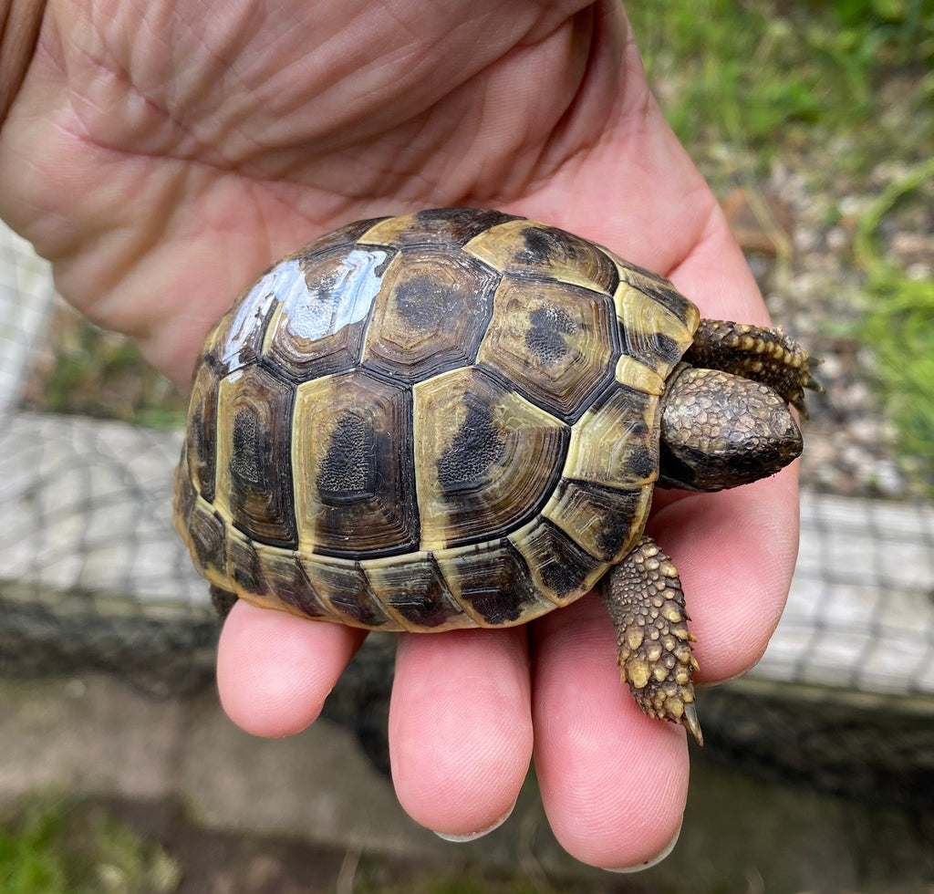 Griechische Landschildkröten NZ 2023 und NZ 2024 zu verkaufen