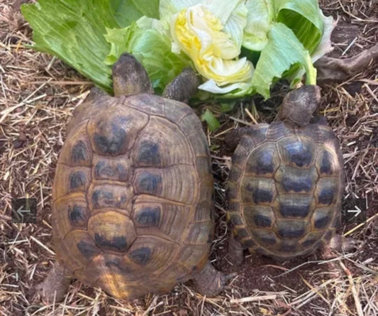 2 Landschildkröten