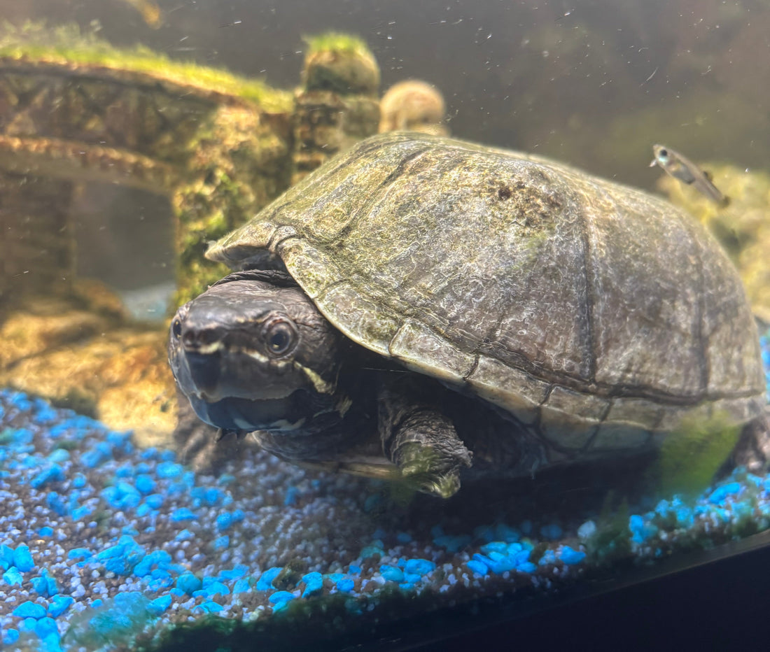 Mosschusschildkröte mit Aquarium und Zubehör