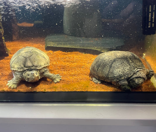 Drei Wasserschildkröten mit allem Zubehör
