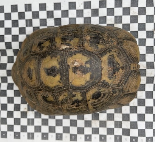 Männliche griechische Landschildkröte abzugeben