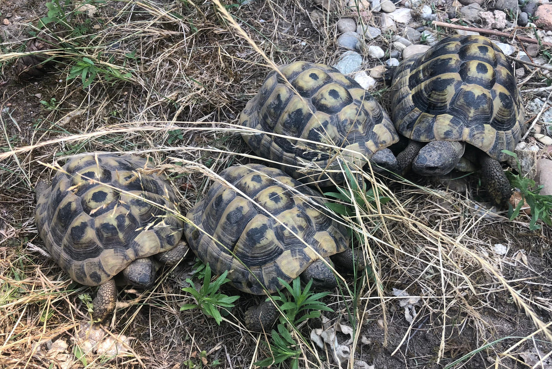 4 männliche Griechische Landschildkröten abzugeben