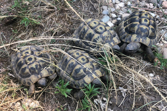 4 männliche Griechische Landschildkröten abzugeben