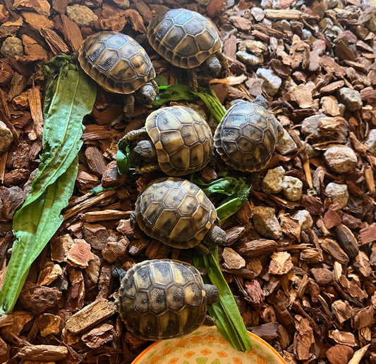 Griechische Landschildkröten