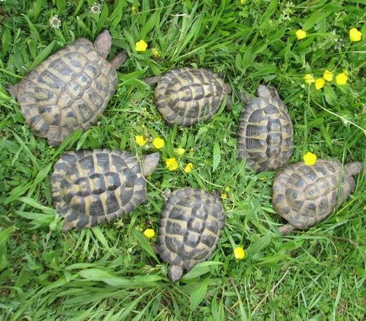 Ältere Griechische Landschildkröten