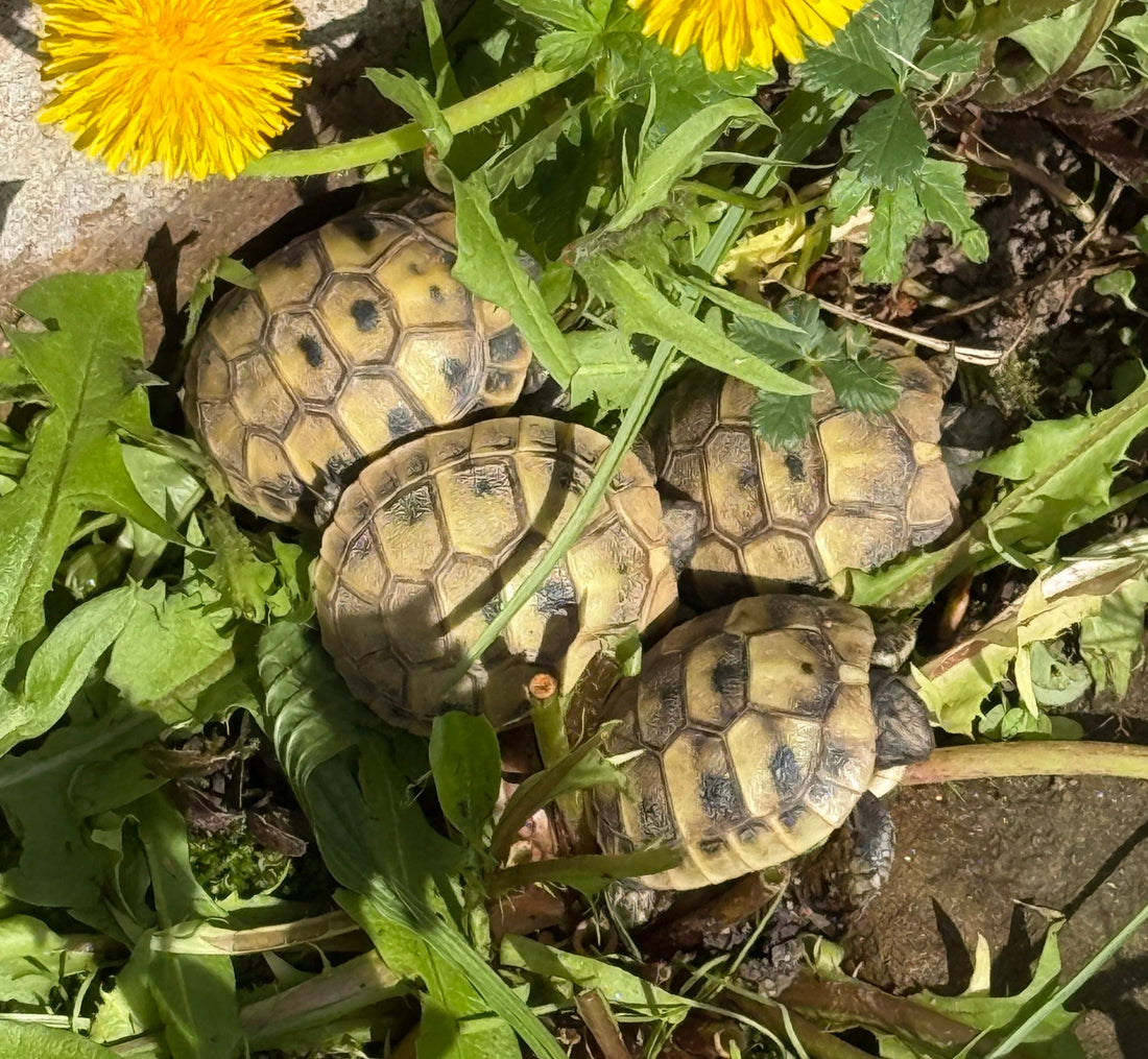 Griechische Landschildkröten zu verkaufen NZ 2025