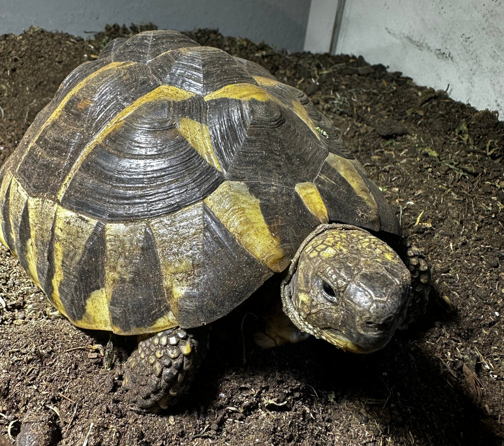 Griechische Landschildkröten (Testudo hermanni) – kostenlos in liebevolle Hände abzugeben