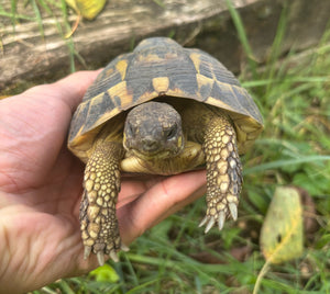 Zwei griechische Landschildkröten zu verschenken