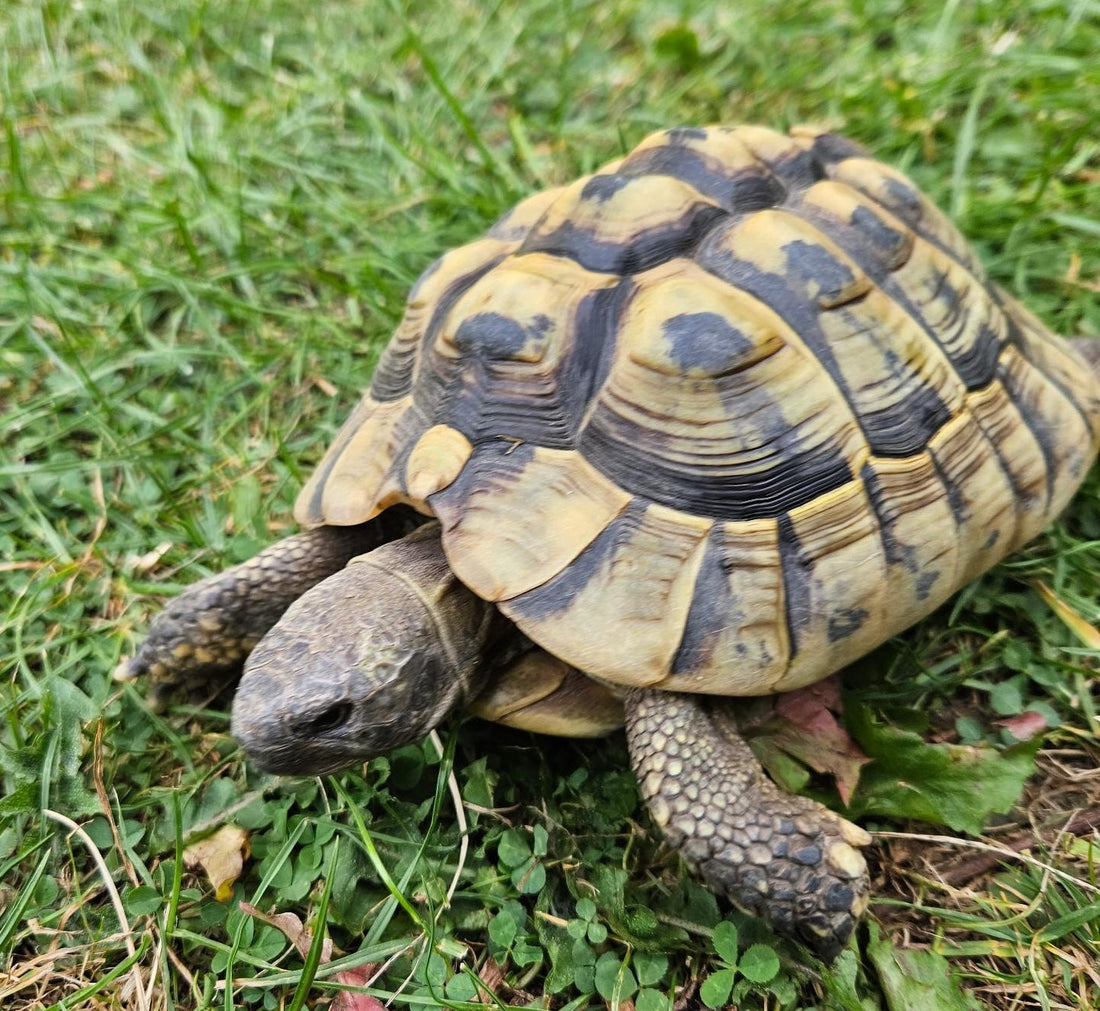 Griechische Landschildkröten männlich abzugeben