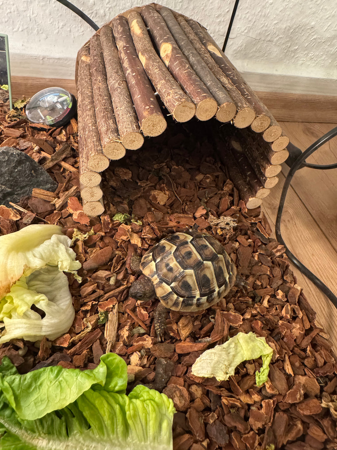 Griechische Landschildkröte zu verkaufen