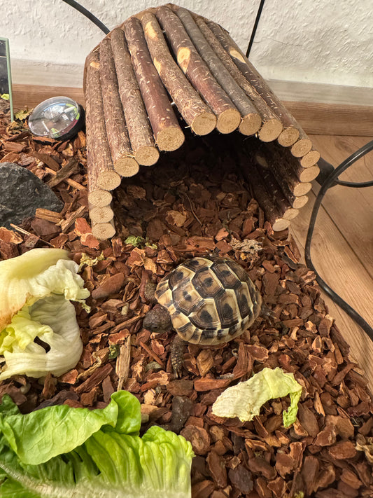 Griechische Landschildkröte zu verkaufen