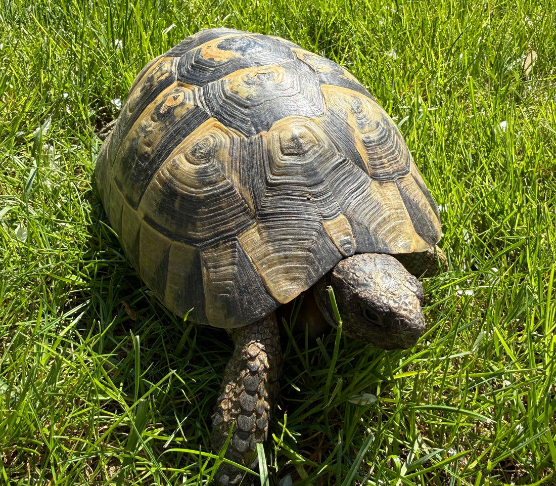 Maurische Landschildkröte (Testudo graeca) – 15 Jahre – mit Papieren