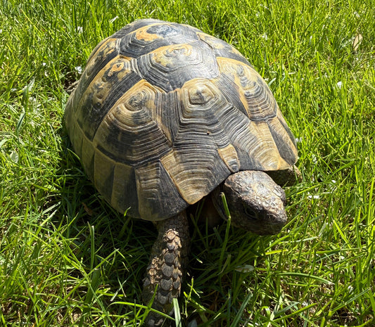 Maurische Landschildkröte (Testudo graeca) – 15 Jahre – mit Papieren