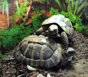 Griechische Landschildkröten