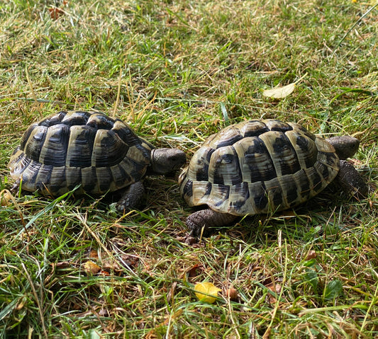 2 Griechische Landschildkröten