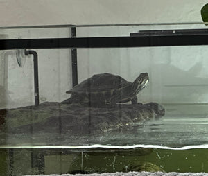 Wasserschildkröten gerne mit Aquarium zu verkaufen