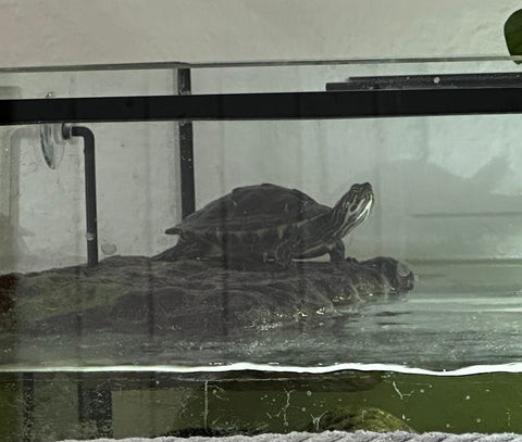 Wasserschildkröten gerne mit Aquarium zu verkaufen