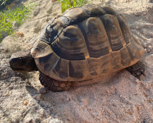 Griechische Landschildkröte Männchen